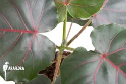 Ficus Petiolaris 'Starter' -Green Haven Sales Store Ficus petiolaris Starter 5