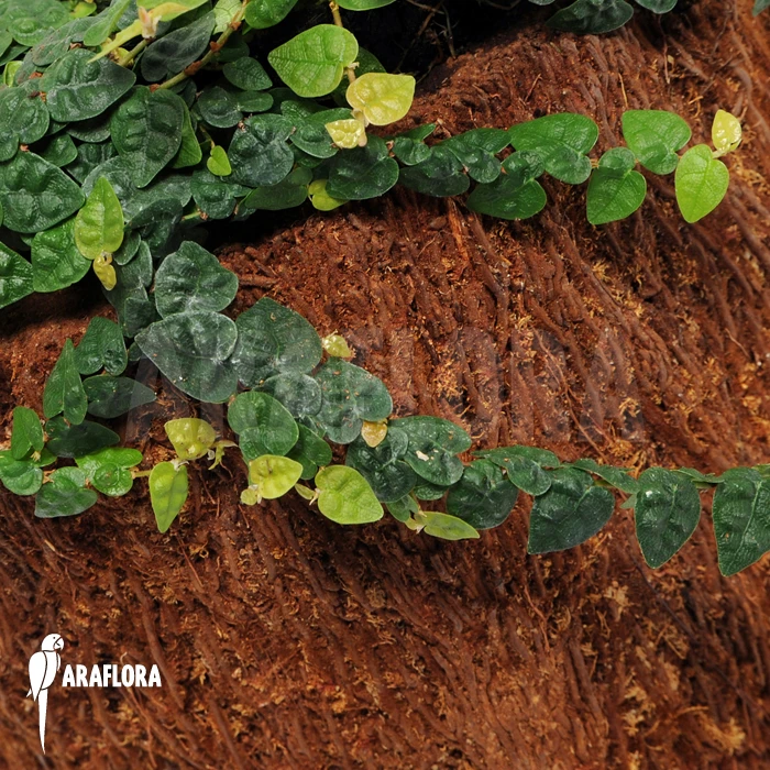 Ficus Pumila Var. Minuta 'Species Colombia' 3 Ficus Pumila Var. Minuta 'Species Colombia' - Image 3