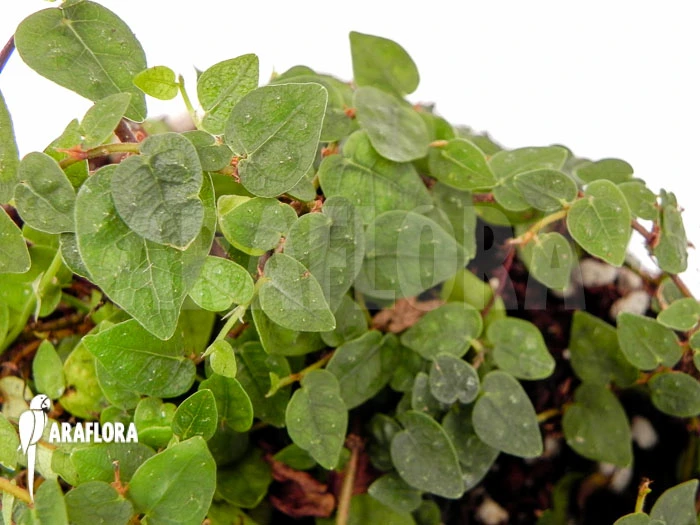 Ficus Pumila Var. Minuta 'Species Colombia' 2 Ficus Pumila Var. Minuta 'Species Colombia' - Image 2