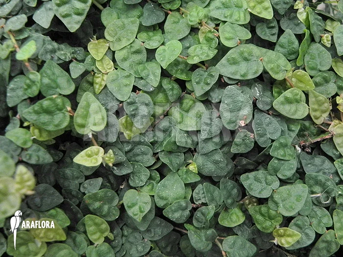 Ficus Pumila Var. Minuta 'Species Colombia' 4 Ficus Pumila Var. Minuta 'Species Colombia' - Image 4