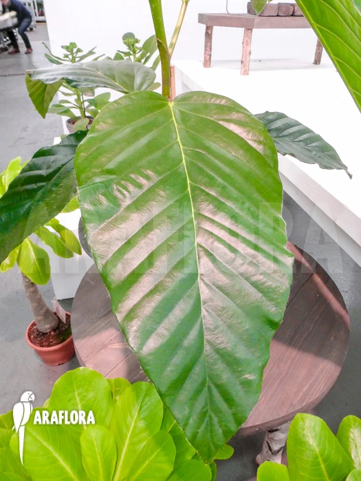 Ficus Species Adam 2 Ficus Species Adam - Image 2