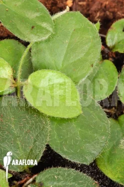 Ficus Species Borneo? -Green Haven Sales Store Ficus species Borneo 4