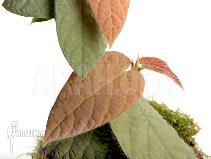 Ficus Villosa 1 Ficus Villosa