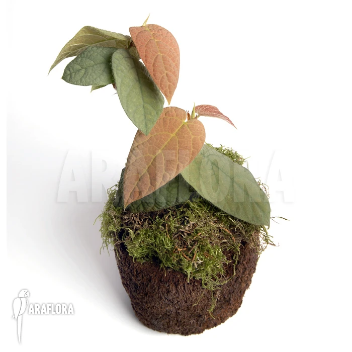 Ficus Villosa 3 Ficus Villosa - Image 3