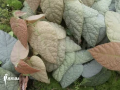 Ficus Villosa 4 Ficus Villosa -Green Haven Sales Store Ficus villosa 4