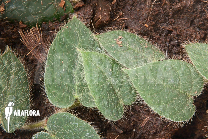 Ficus Villosa 'Starter' 1 Ficus Villosa 'Starter'