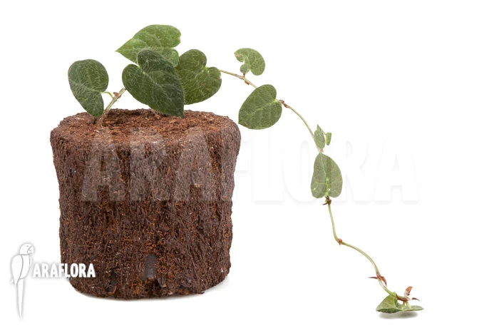 Ficus Villosa 'Starter' 4 Ficus Villosa 'Starter' - Image 4