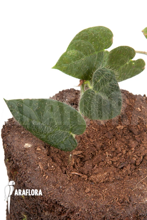 Ficus Villosa 'Starter' 2 Ficus Villosa 'Starter' - Image 2