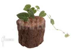 Ficus Villosa 'Starter' 9 Ficus Villosa 'Starter' -Green Haven Sales Store Ficus villosa Starter 5