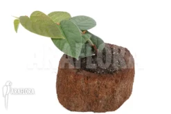 Ficus Villosa TypeB -Green Haven Sales Store Ficus villosa Type B 3