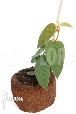 Ficus Villosa TypeB -Green Haven Sales Store Ficus villosa Type B 4