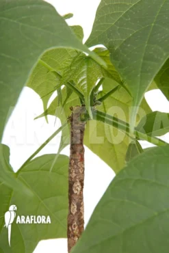 Firmiana Coloreta -Green Haven Sales Store Firmiana coloreta 6