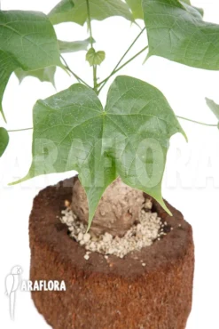 Firmiana Coloreta -Green Haven Sales Store Firmiana coloreta 8