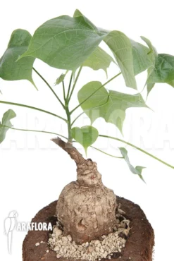 Firmiana Coloreta -Green Haven Sales Store Firmiana coloreta 9