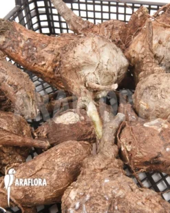 Firmiana Coloreta Bulb -Green Haven Sales Store Firmiana coloreta bulb 2