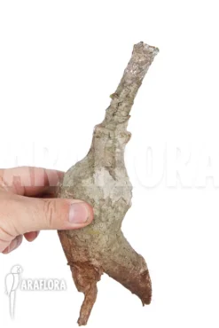 Firmiana Coloreta Bulb -Green Haven Sales Store Firmiana coloreta bulb 4