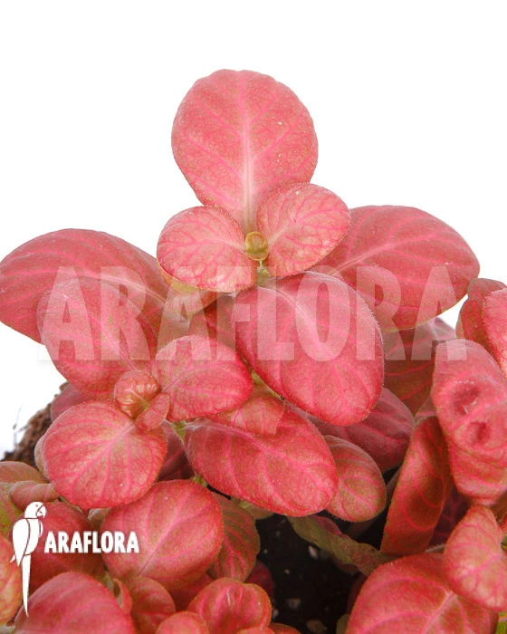 Fittonia Pink Special 1 Fittonia Pink Special