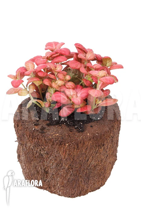 Fittonia Pink Special 2 Fittonia Pink Special - Image 2