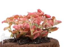 Fittonia Pink Special 7 Fittonia Pink Special -Green Haven Sales Store Fittonia Pink Special 3