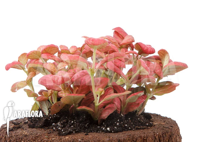 Fittonia Pink Special 3 Fittonia Pink Special - Image 3