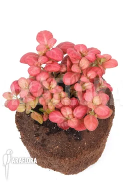 Fittonia Pink Special 8 Fittonia Pink Special -Green Haven Sales Store Fittonia Pink Special 4