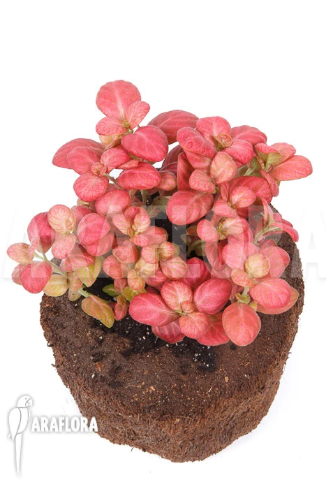 Fittonia Pink Special 4 Fittonia Pink Special - Image 4