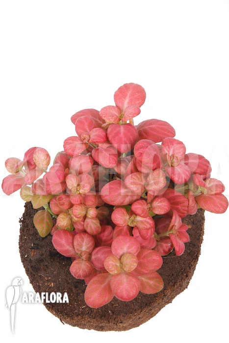 Fittonia Pink Special 5 Fittonia Pink Special - Image 5