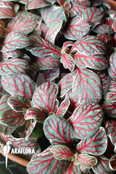 Fittonia 'grey Sensation' 1 Fittonia 'grey Sensation'
