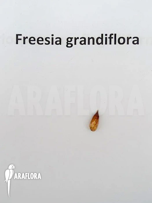 Freesia Grandiflora 6 Freesia Grandiflora - Image 6