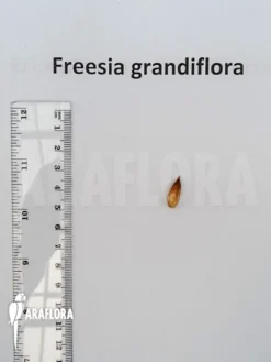 Freesia Grandiflora 8 Freesia Grandiflora -Green Haven Sales Store Freesia grandiflora 2