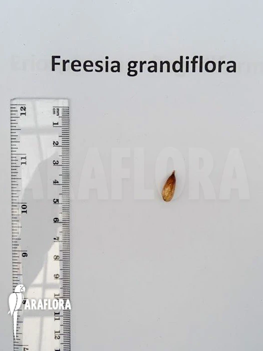 Freesia Grandiflora 3 Freesia Grandiflora - Image 3