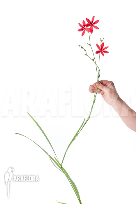 Freesia Grandiflora 5 Freesia Grandiflora - Image 5