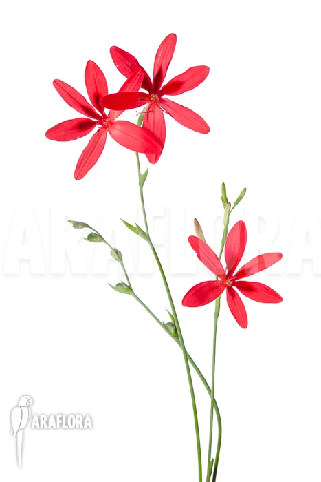 Freesia Grandiflora 4 Freesia Grandiflora - Image 4