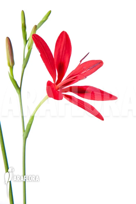 Freesia Grandiflora 2 Freesia Grandiflora - Image 2