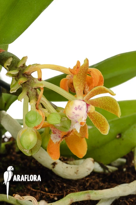 Orchid 'Gastrochilus Acutifolius X Obliquus' 1 Orchid 'Gastrochilus Acutifolius X Obliquus'