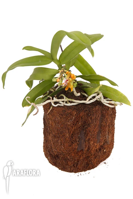Orchid 'Gastrochilus Acutifolius X Obliquus' 2 Orchid 'Gastrochilus Acutifolius X Obliquus' - Image 2