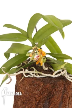 Orchid 'Gastrochilus Acutifolius X Obliquus' 8 Orchid 'Gastrochilus Acutifolius X Obliquus' -Green Haven Sales Store Gastrochilus acutifolius x obliquus 3