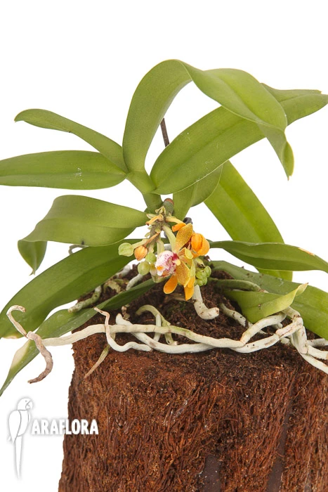 Orchid 'Gastrochilus Acutifolius X Obliquus' 3 Orchid 'Gastrochilus Acutifolius X Obliquus' - Image 3