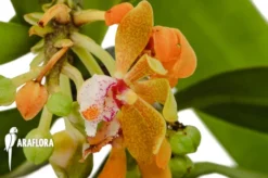 Orchid 'Gastrochilus Acutifolius X Obliquus' 9 Orchid 'Gastrochilus Acutifolius X Obliquus' -Green Haven Sales Store Gastrochilus acutifolius x obliquus 4