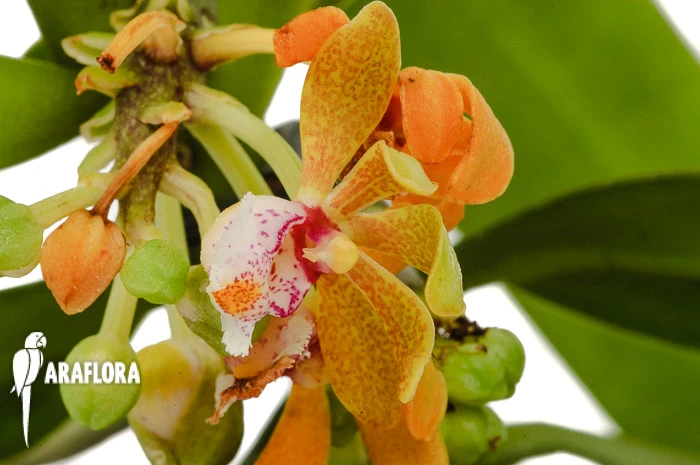 Orchid 'Gastrochilus Acutifolius X Obliquus' 4 Orchid 'Gastrochilus Acutifolius X Obliquus' - Image 4