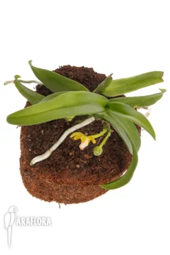 Orchid 'Gastrochilus Acutifolius X Obliquus' 10 Orchid 'Gastrochilus Acutifolius X Obliquus' -Green Haven Sales Store Gastrochilus acutifolius x obliquus 5