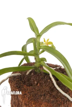 Orchid 'Gastrochilus Acutifolius X Obliquus' 11 Orchid 'Gastrochilus Acutifolius X Obliquus' -Green Haven Sales Store Gastrochilus acutifolius x obliquus 6