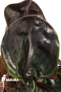 Geogenanthus Ciliatus