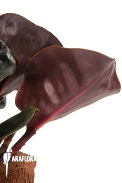 Geogenanthus Ciliatus -Green Haven Sales Store Geogenanthus cilatus 3