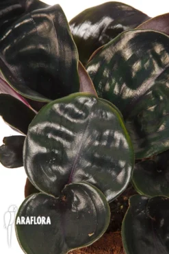 Geogenanthus Ciliatus -Green Haven Sales Store Geogenanthus cilatus 4