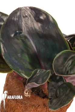 Geogenanthus Ciliatus -Green Haven Sales Store Geogenanthus cilatus 5