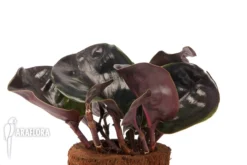 Geogenanthus Ciliatus -Green Haven Sales Store Geogenanthus cilatus 6