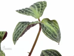 Geogenanthus Undatus