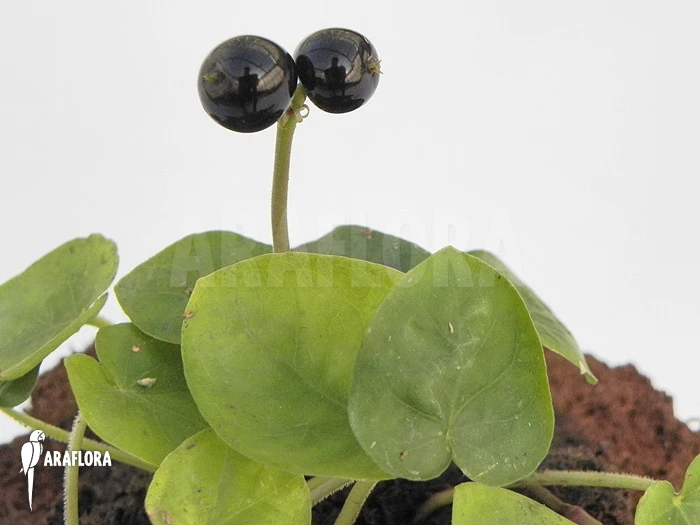 Geophila Repens 4 Geophila Repens - Image 4