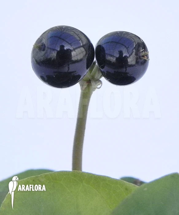 Geophila Repens 5 Geophila Repens - Image 5